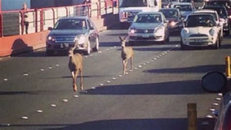 Two deer tie up traffic on Golden Gate Bridge - ABC7 Los Angeles