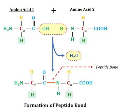 Formation and Characteristics of Peptide Bond in Proteins | EasyBiologyClass