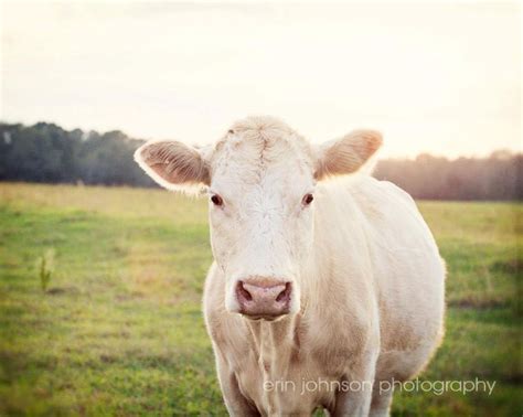 cow photography rustic home decor farm animal farm | Etsy