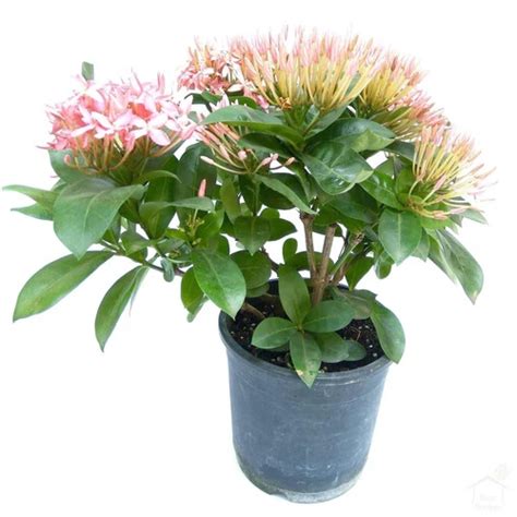 Ixora Foliage Plant - floralmall