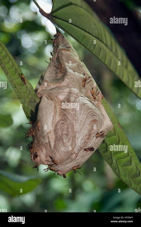 Wasp (Vespidae) nest, Amazon, Ecuador Stock Photo - Alamy