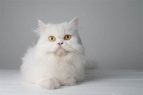 White Persian Cat: Facts, Origin & History (With Pictures) | Hepper