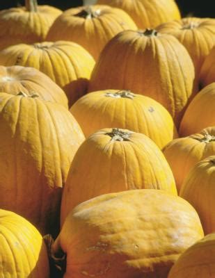 How to Dry Giant Pumpkin Seeds for Germination | Home Guides | SF Gate