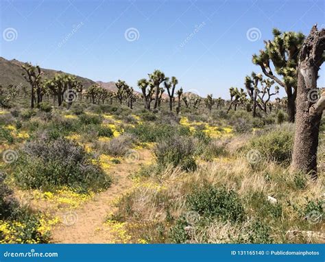 Chaparral, Vegetation, Shrubland, Ecosystem Picture. Image: 131165140