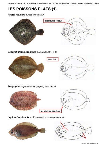 les poissons plats (1) - Ifremer