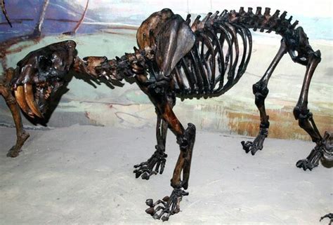 California State Fossil - Saber-Tooth Tiger (Smilodon californicus) - FossilEra.com