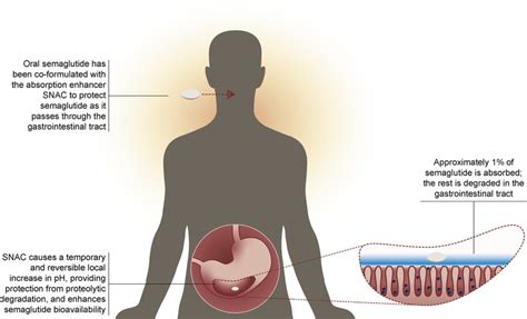 Semaglutide Mechanism Of Action