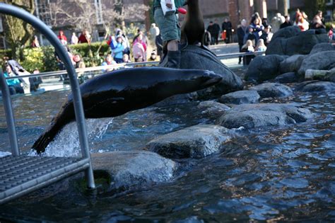 Sea Lion Feeding Time Central Park Zoo – Ruth E. Hendricks Photography