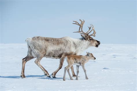 Animal adaptations for winter weather| Cleveland Zoological Society | February 08, 2022