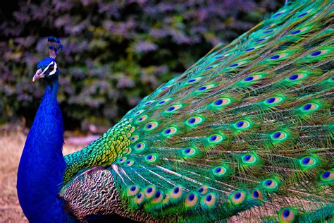 pure beauty | Peacock pictures, Peacock, Peacock images