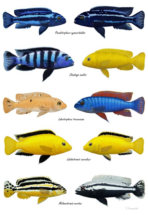 Lake Malawi Mbuna Cichlids 2 Wall Art Print by Radek Pomagalski - X-Small | Mbuna cichlids ...