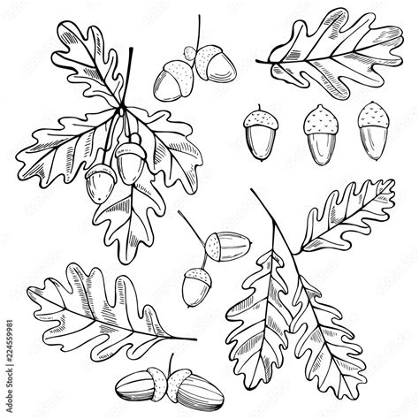 Hand drawn oak leaves and acorns. Vector sketch illustration. Stock Vector | Adobe Stock