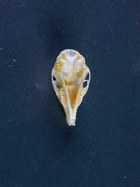 Common Tree Shrew Skull | Antlers Horns and Skulls