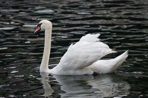 Mute Swan | Audubon Field Guide