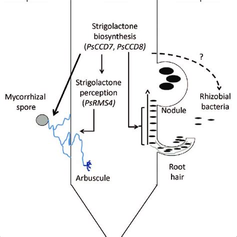 Proposed roles of strigolactone biosynthesis genes (PsCCD7, PsCCD8) and... | Download Scientific ...