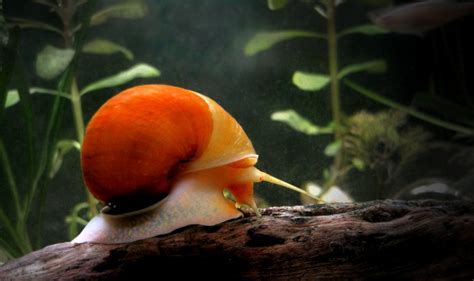 Aquarium snails - FishLab.com