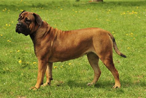 South African Boerboel Rescue