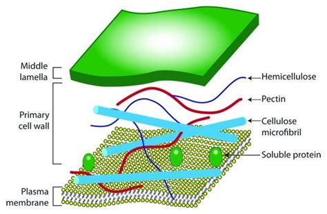 Plant Cell Wall Diagram