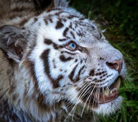 Eyes of the albino tiger — Stock Photo © alexeys #2546059