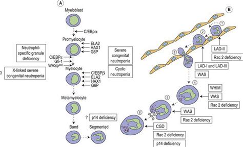 Disorders of phagocyte function | Clinical Gate