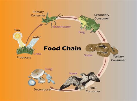 Food Chain Presentation