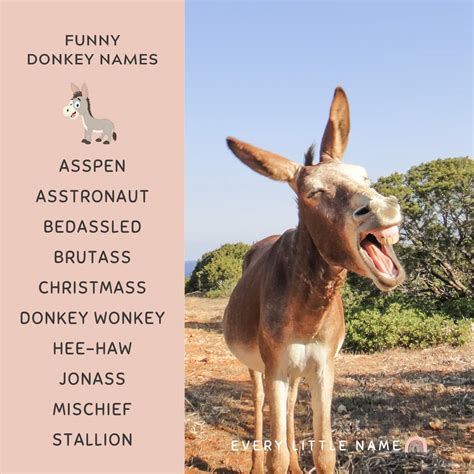 170+ Best Donkey Names (Cute, Funny, and Creative) - Every Little Name