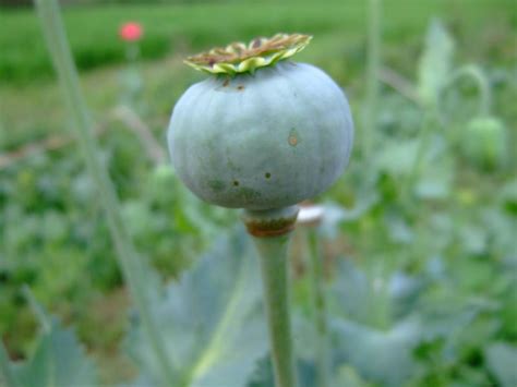 Opium Poppy Plant, Flowers and Seed Pods | Nature, Cultural, and Travel Photography Blog