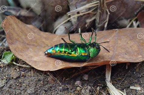 Scarab beetle life cycle stock image. Image of scarab - 47977503