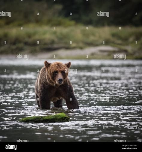 grizzly bear standing in the river, wildlife Stock Photo - Alamy