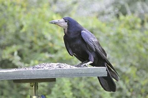 Rook on bird feeding table Our beautiful Wall Art and Photo Gifts include Framed Prints, Photo ...