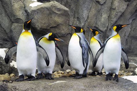 Calgary Zoo brings penguins indoors because of frigid temperatures ...