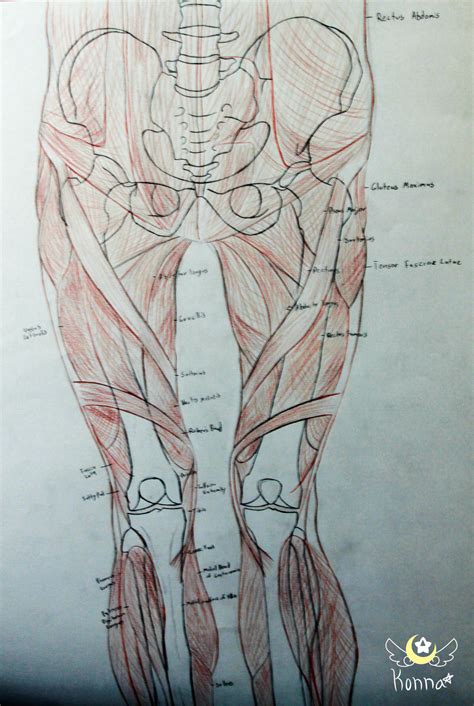 Waist Anatomy by KonKonna on DeviantArt