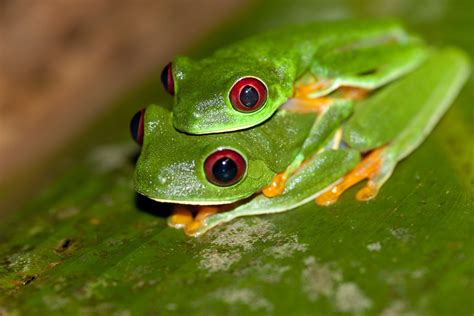 close, tree Frog, green, wildlife, tree, green leaf, 2K, close-up ...