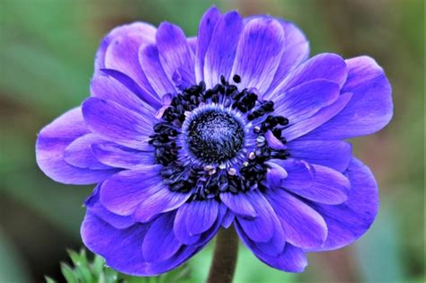 Blue Anemone Poppy Flower Close-up Free Stock Photo - Public Domain ...