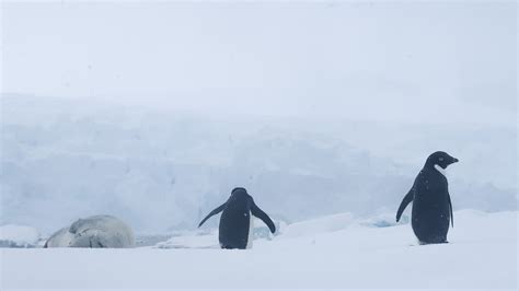 What it’s Like to Kayak in ANTARCTICA! – TRAVELLING THE WORLD SOLO