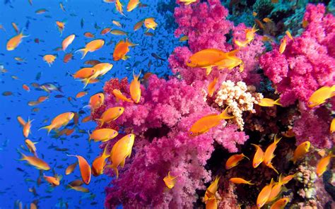 Coral reef fish | Earth Blog