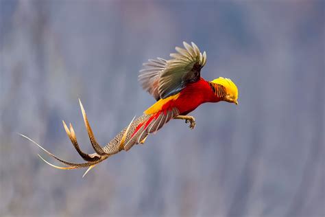 Most Beautiful Bird