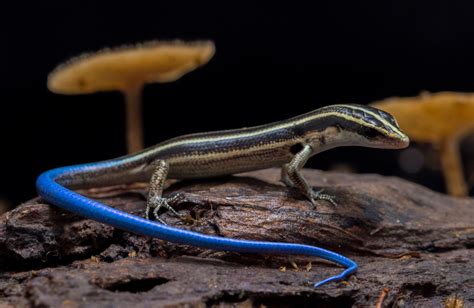 Pacific Blue Tailed Skink Care Guide - Reptile Cymru