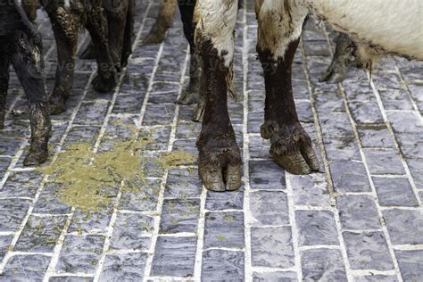 Cow hooves on a farm 15897584 Stock Photo at Vecteezy