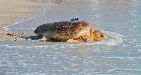 Tour de Turtles This Saturday at Disney's Vero Beach Resort! | Chip and ...