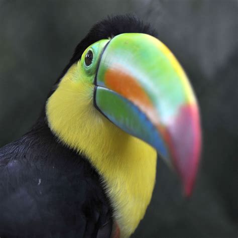 Keel-Billed Toucan | Rainforest Alliance