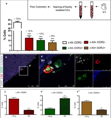 c-Kit protein is present in a subset of cardiac fibroblast population ...