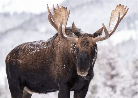 Do Moose Attack Humans? - WildLifeFAQ