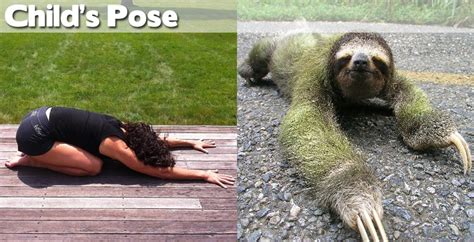 Animals Demonstrating Funny Yoga Poses (27 pics) ~ Cute Animals 4 You