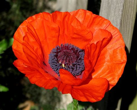 Poppies: Plant Care and Collection of Varieties - Garden.org