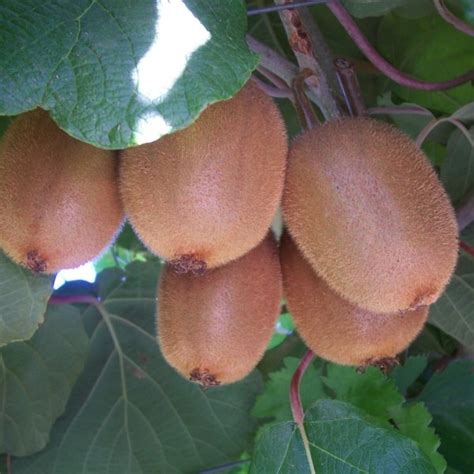 Chinese Actinidia (Actinidia Chinensis) 10 seeds