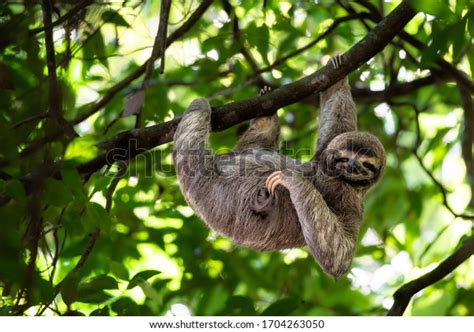 37,058 Sloth Images, Stock Photos, 3D objects, & Vectors | Shutterstock