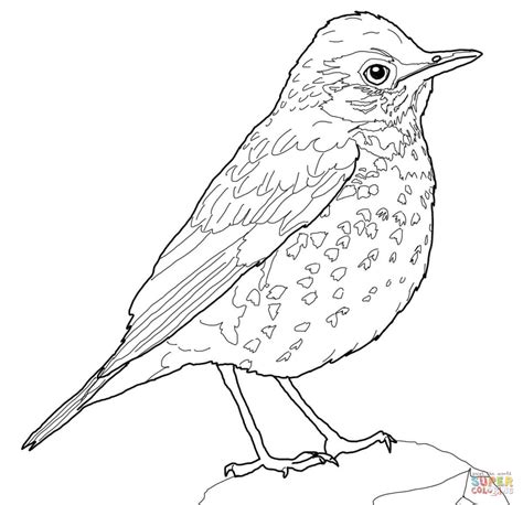 Robin Bird Drawing at GetDrawings | Free download