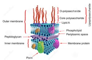 Gram negative bacterial cell wall | Ask Microbiology