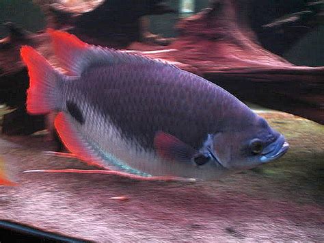 Red Tail Giant Gourami Care | Feeding | Tank Mates - SeaFish